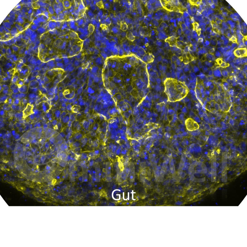 Gut Tissue